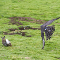 Goshawks - &copy;Dalemews